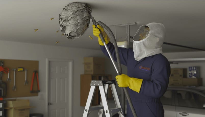 Wasp Removal Berczy Village
